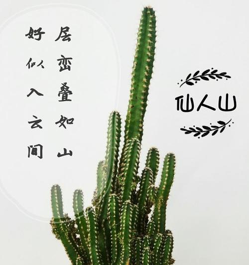 山影拳对人有什么好处？它在室内装饰中的作用是什么？
