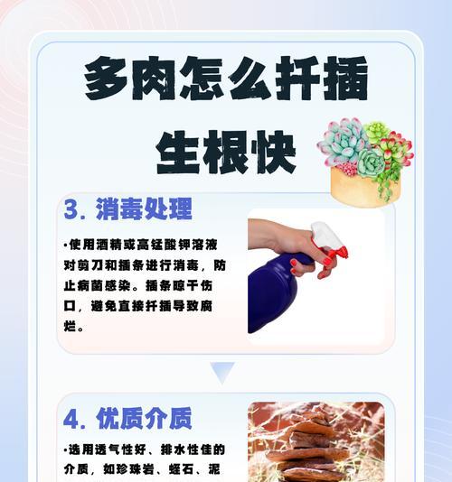 多肉植物生根的技巧有哪些？怎样促进其快速生根？