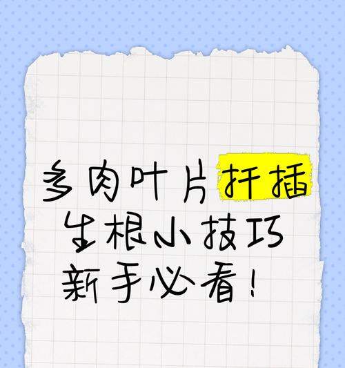 多肉植物生根的技巧有哪些？怎样促进其快速生根？