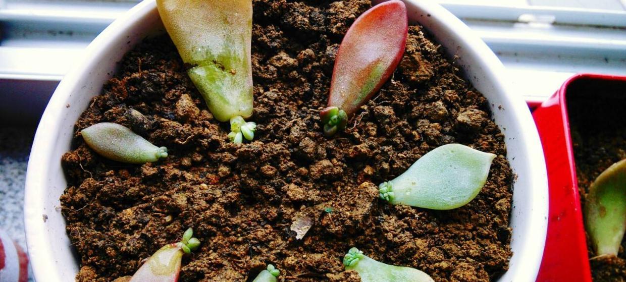 多肉植物生根的技巧有哪些？怎样促进其快速生根？