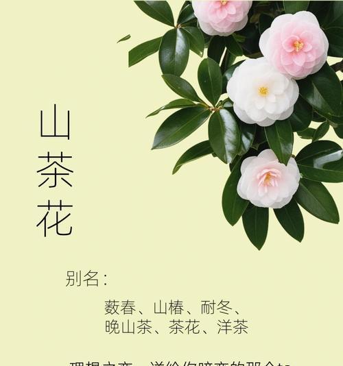 山茶花怎么养？山茶花的正确养护方法是什么？