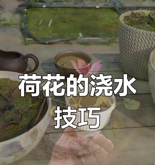 荷花种植的正确方法是什么？如何管理？
