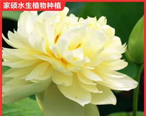 荷花种植的正确方法是什么？如何管理？
