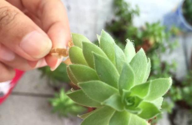 观音花的养护技巧有哪些？如何保持其旺盛生长？