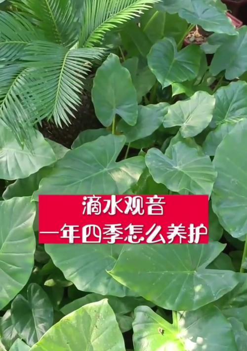 观音花的养护技巧有哪些？如何保持其旺盛生长？