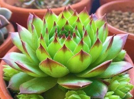 观音花的养护技巧有哪些？如何保持其旺盛生长？