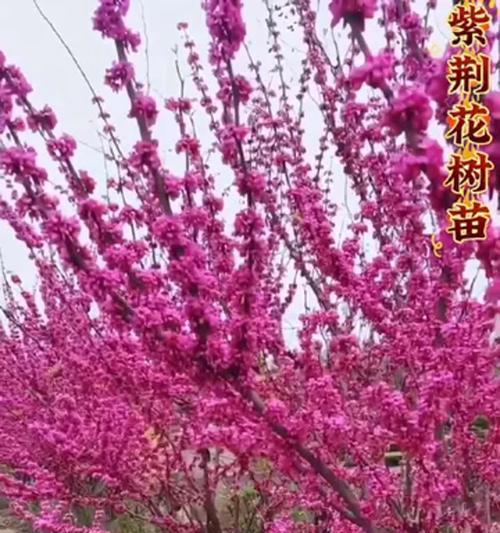 紫荆花种植方法有哪些？如何确保成活率？