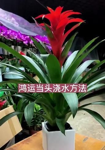 鸿运当头花的浇水方法是什么？鸿运当头花多久浇一次水？
