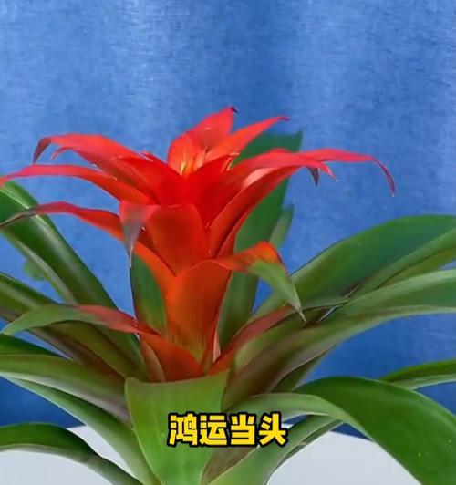 鸿运当头花的浇水方法是什么？鸿运当头花多久浇一次水？