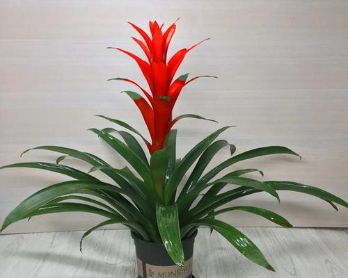 鸿运当头花的浇水方法是什么？鸿运当头花多久浇一次水？