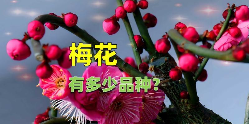 梅花的特征是什么？如何识别梅花？