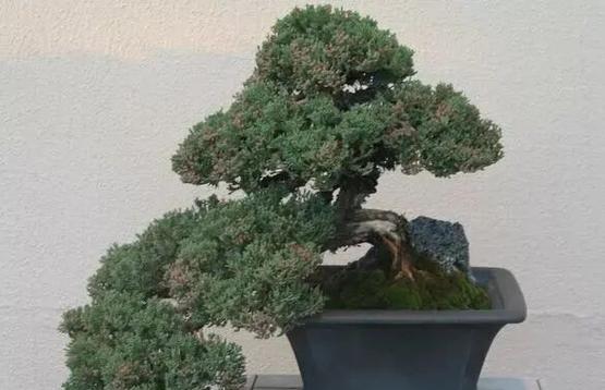 地柏盆景的养护方法是什么？如何保持地柏盆景的美观？