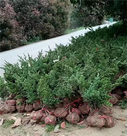 地柏盆景的养护方法是什么？如何保持地柏盆景的美观？