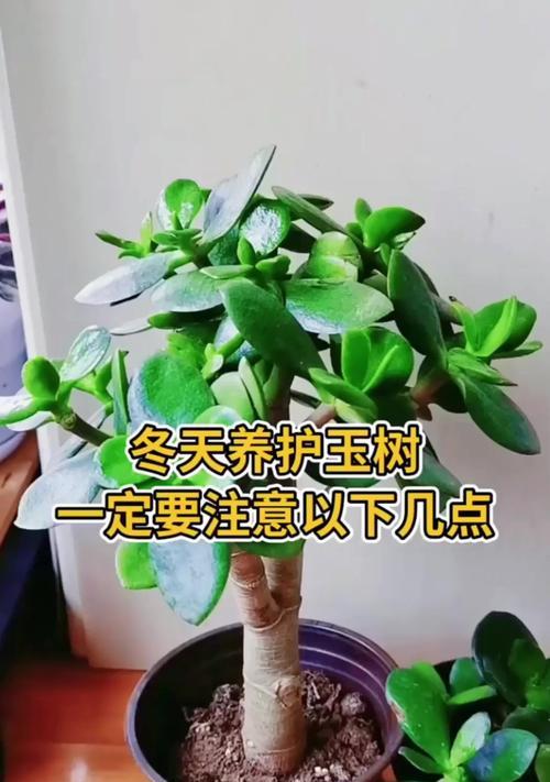 室外养花需要注意什么？