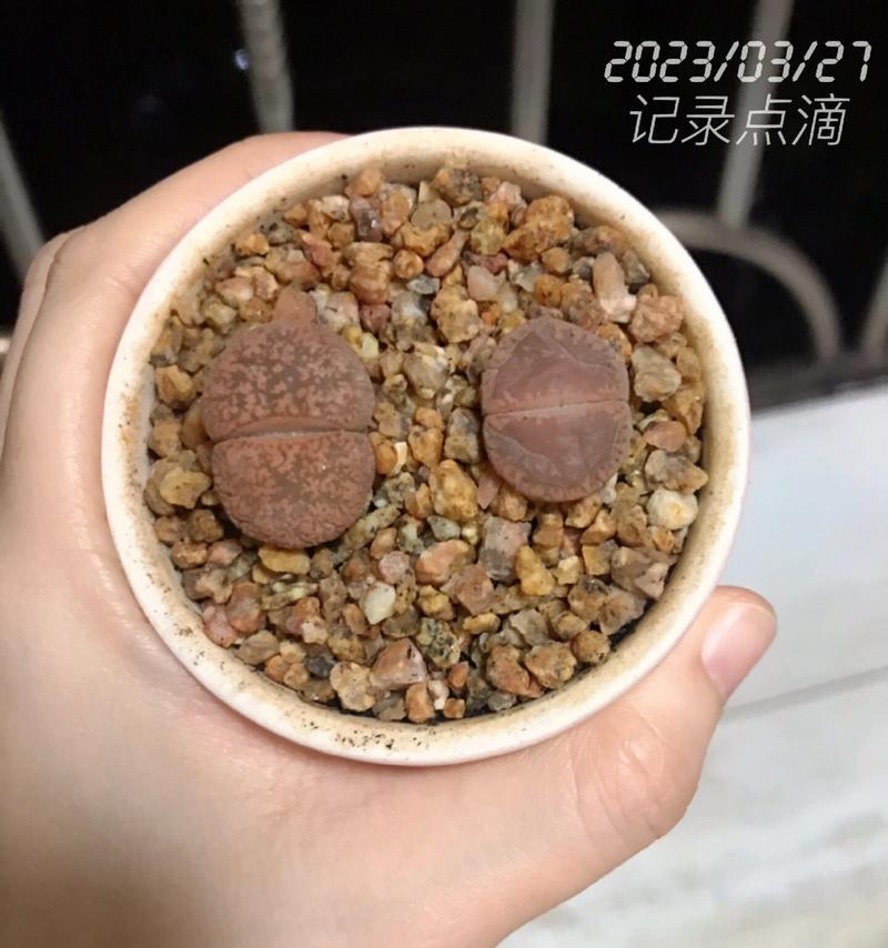 屁股花的养护方法有哪些？