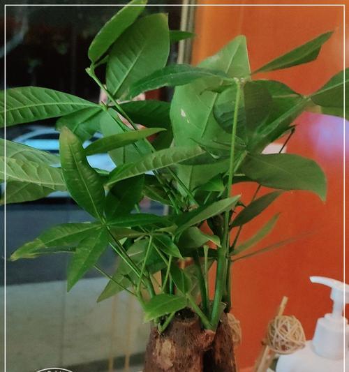屁股花的养护方法有哪些？