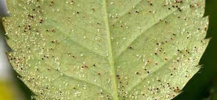 花卉出现红蜘蛛应该用什么药？如何预防红蜘蛛？