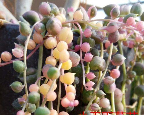 佛珠多肉的养殖方法和注意事项是什么？