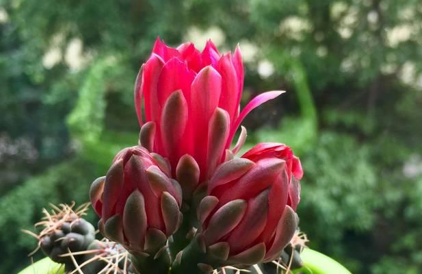 绯玉花的养殖方法是什么？如何保持绯玉花的健康生长？