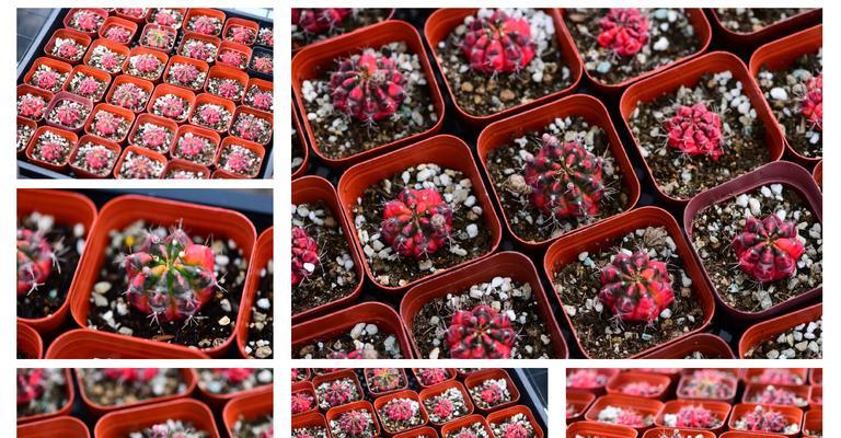 绯玉花的养殖方法是什么？如何保持绯玉花的健康生长？