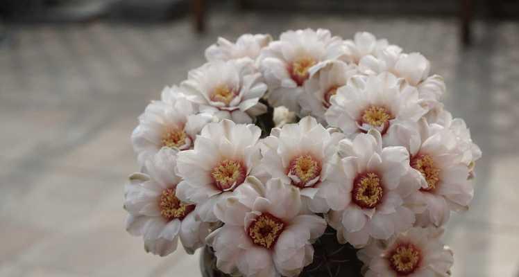 绯玉花的养殖方法是什么？如何保持绯玉花的健康生长？
