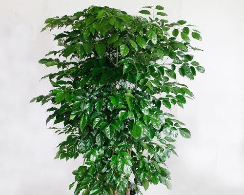 植物绿宝的养护技巧有哪些？如何保持其生机勃勃？