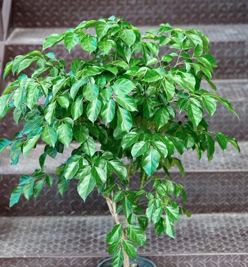 植物绿宝的养护技巧有哪些？如何保持其生机勃勃？