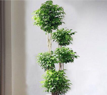 植物绿宝的养护技巧有哪些？如何保持其生机勃勃？