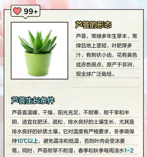 大芦荟养殖需要注意哪些问题？如何保持芦荟健康生长？