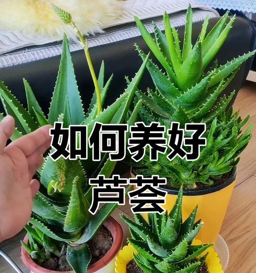 大芦荟养殖需要注意哪些问题？如何保持芦荟健康生长？