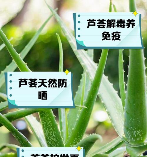 大芦荟养殖需要注意哪些问题？如何保持芦荟健康生长？