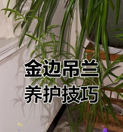 吊兰适合哪种土壤？如何配制适合吊兰的土壤？