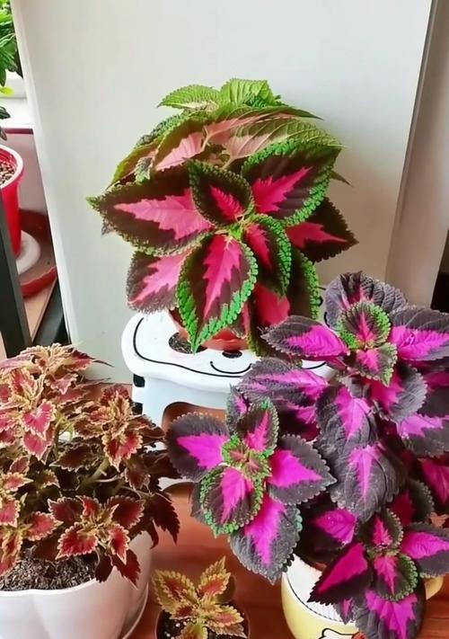 彩叶草的养护要点是什么？如何让彩叶草颜色更鲜艳？