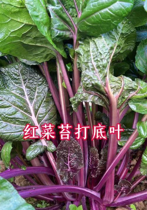 红菜苔苗盆栽种植技巧有哪些？如何保证生长旺盛？