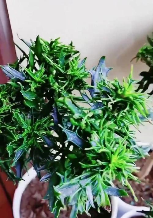 长寿花如何分盆？分盆的最佳时间和方法是什么？