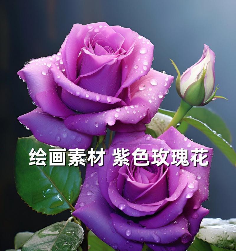 玫瑰花为何会变成紫色？枯萎的真正原因是什么？