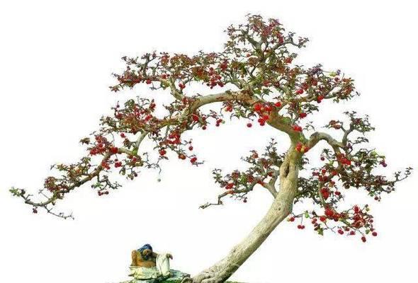 巴西红果盆景的养护要点是什么？