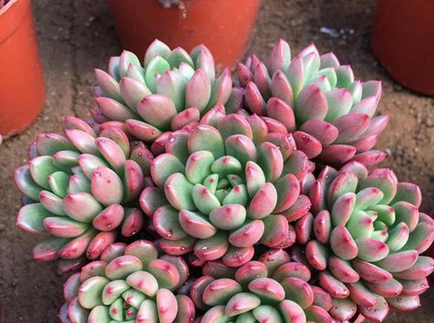 红宝石肉肉植物的养护要点有哪些？
