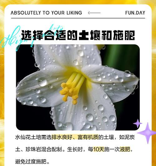 水仙花施肥技巧有哪些？如何正确施肥？