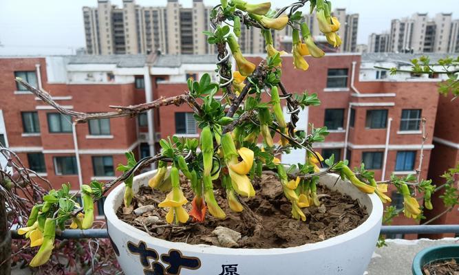 金雀花修剪的最佳时机是什么时候？如何修剪金雀花？