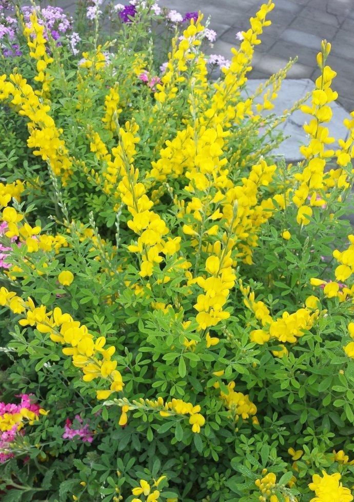 金雀花修剪的最佳时机是什么时候？如何修剪金雀花？