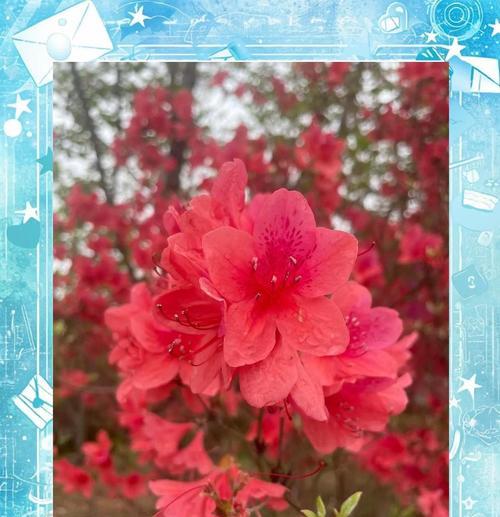 杜鹃花养殖方法是什么？如何保持杜鹃花健康生长？