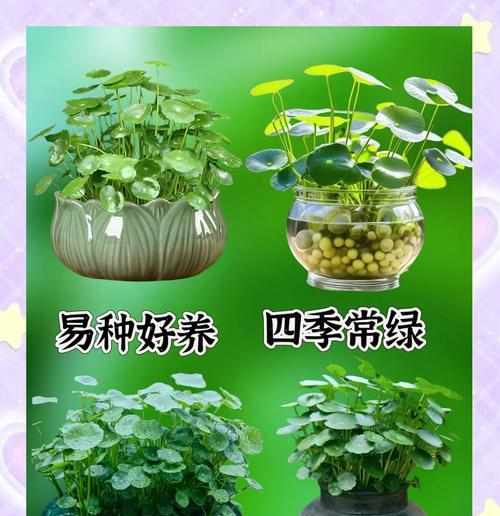 金钱草种子水培的方法是什么？水培金钱草需要注意什么？