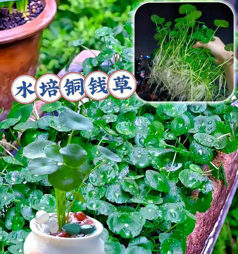 金钱草种子水培的方法是什么？水培金钱草需要注意什么？