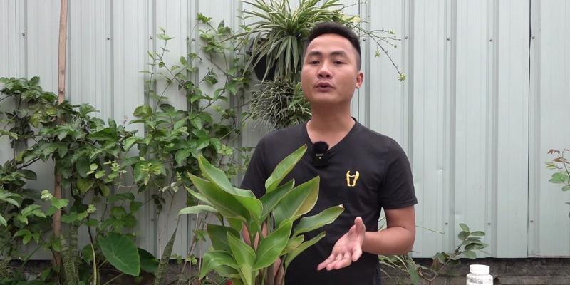 鹤望兰适合哪种土壤？如何为其选择合适的培养土？