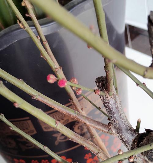 梅花种植的最佳时机是什么时候？