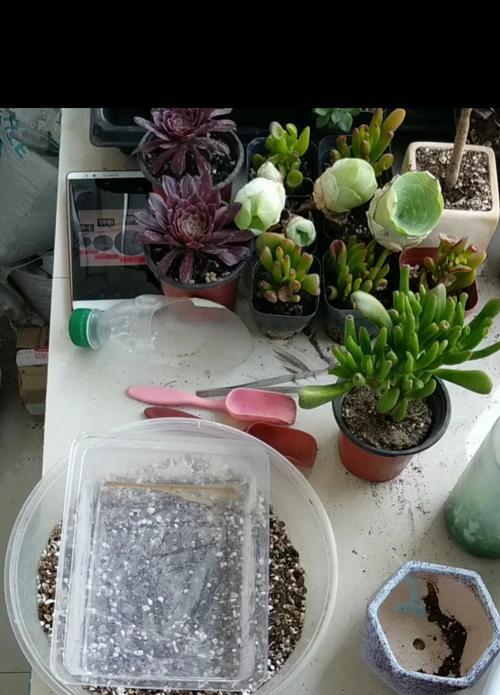 多肉植物分盆的最佳时机是什么时候？分盆步骤是怎样的？