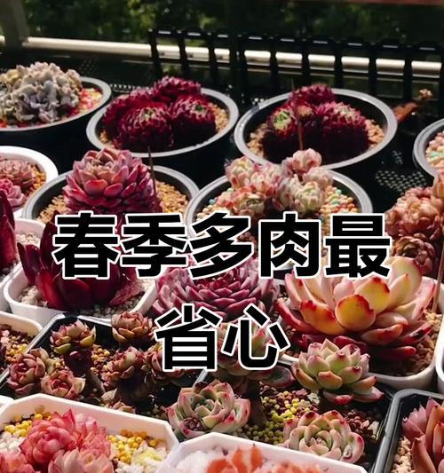 多肉植物分盆的最佳时机是什么时候？分盆步骤是怎样的？