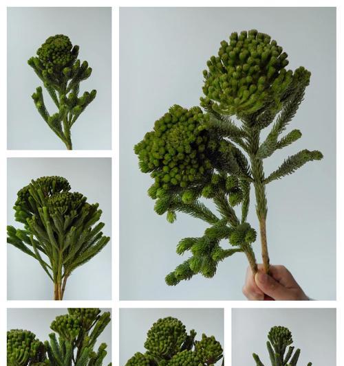 绿珊瑚繁殖的秘诀是什么？