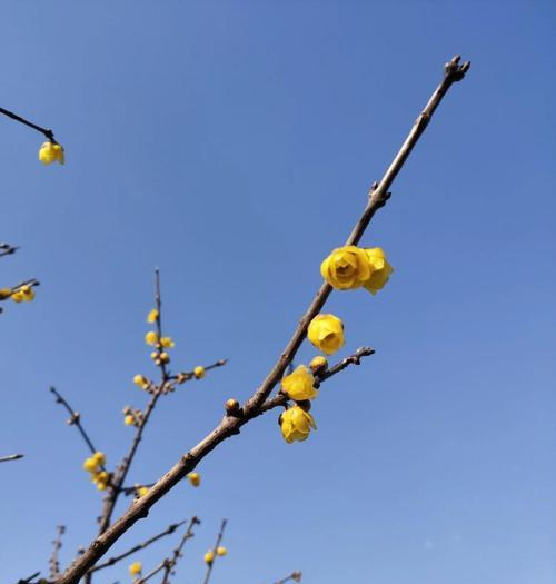 腊梅花的花期是什么时候？如何促进开花？